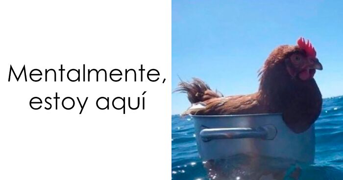 Gallina en una olla flotando en el agua con texto humoru00edstico, meme de animales encantador y divertido para aliviar el estru00e9s.