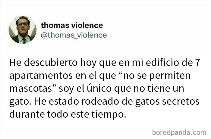 Captura de pantalla de un post honesto y divertido en X sobre vivir en un edificio sin mascotas con gatos secretos alrededor.