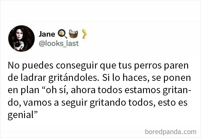 Captura de pantalla de una publicación honesta y divertida en X con un mensaje sobre perros ladrando y gritos.