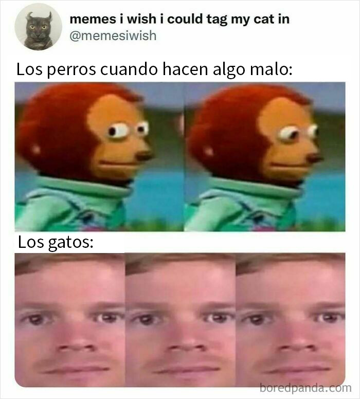 Tuit divertido y honesto en X sobre accidente con planta y gato, mostrando humor en publicaciones reales y capturas de pantalla.