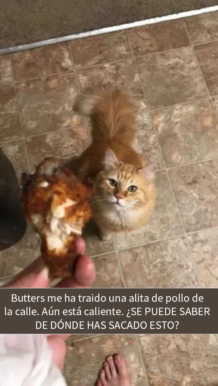 Perro sentado sobre el hombre que ofrece seguridad, imagen divertida para amantes de los animales y su ternura.