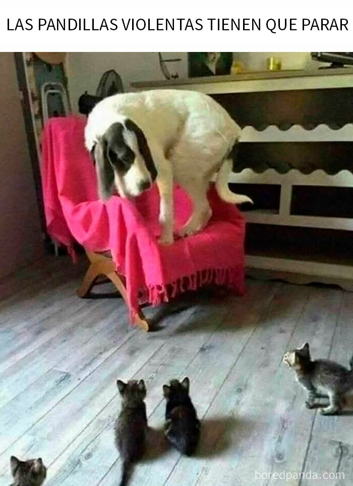 Perro asustado en una silla con gatos pequeños mirándolo, memes adorables de gatos que alegran el alma.
