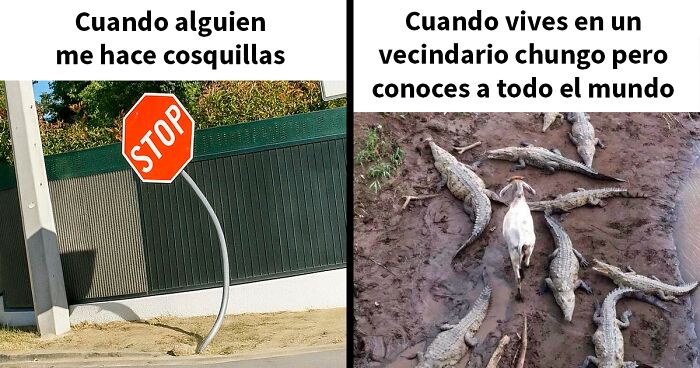 Memes divertidos con seu00f1ales dobladas y cabra rodeada de cocodrilos, humor personal y situaciones cotidianas.