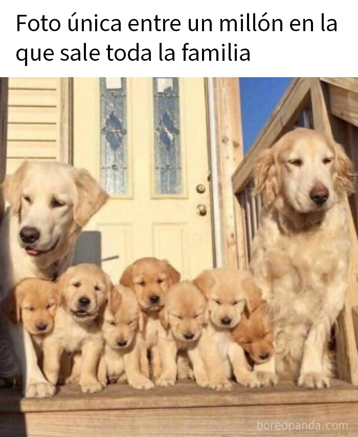 Familia de perros adorables posando juntos en una escalera, imagen divertida que muestra el amor por los animales.