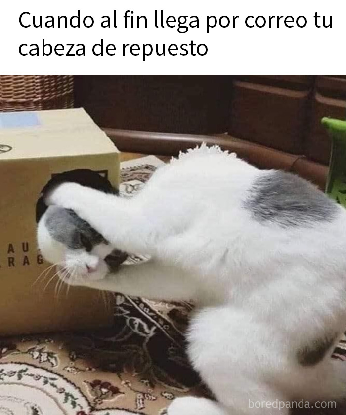 Gato divertido interactuando con caja, foto graciosa que puede hacerte amar a los animales aún más.