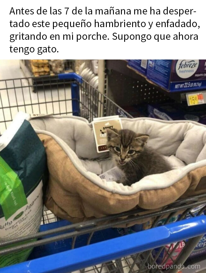 Gatito en cama para mascotas dentro de carrito de supermercado mostrando una expresión divertida y tierna.