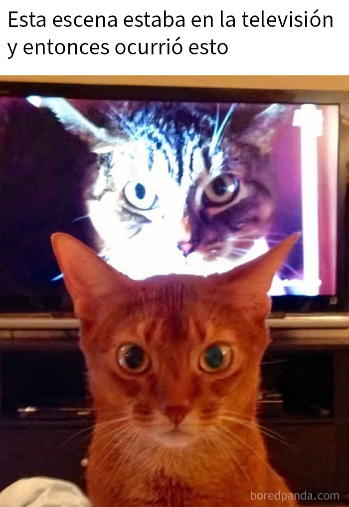 Gato curioso frente a la pantalla con otra imagen de gato, foto divertida que muestra el amor por los animales.