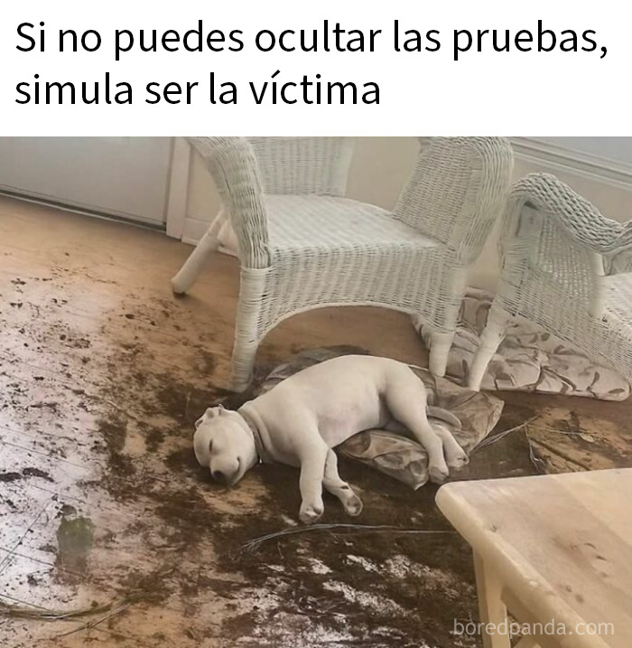 Perro acostado en un piso sucio junto a muebles de mimbre en una escena divertida de animales graciosos.