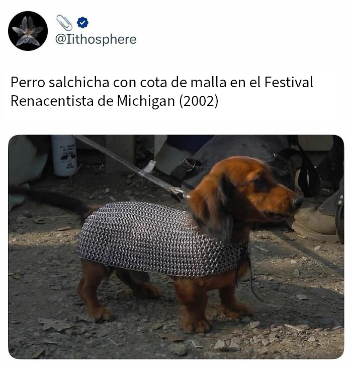 Perro y gato abrazados en su primera noche juntos mostrando amor y amistad entre animales adorables.