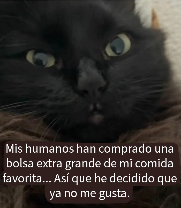 Perro fiel y adorable sigue el camión UPS a pesar de ser ciego en una de las fotos más divertidas de animales.