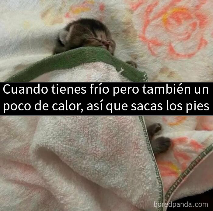 Gato cubierto con manta, mostrando patas mientras duerme, imagen divertida que inspira amor por los animales.