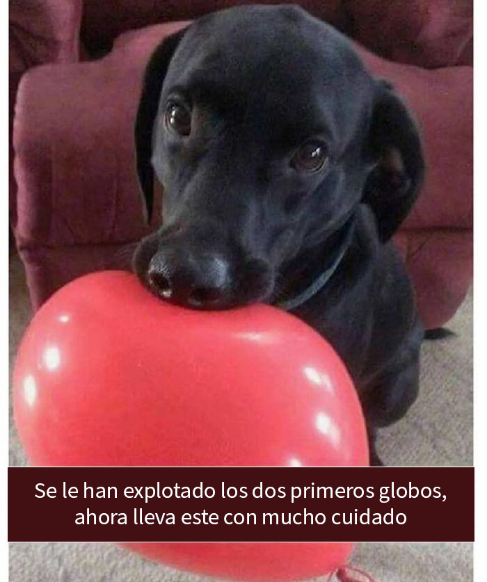 Tres pájaros sobre una rama con expresiones divertidas, mostrando momentos hilarantes de animales en la naturaleza.