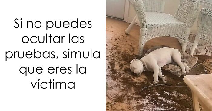 Perro cubierto de tierra recostado junto a una silla, mostrando fotos divertidu00edsimas que haru00e1n querer au00fan mu00e1s a los animales.