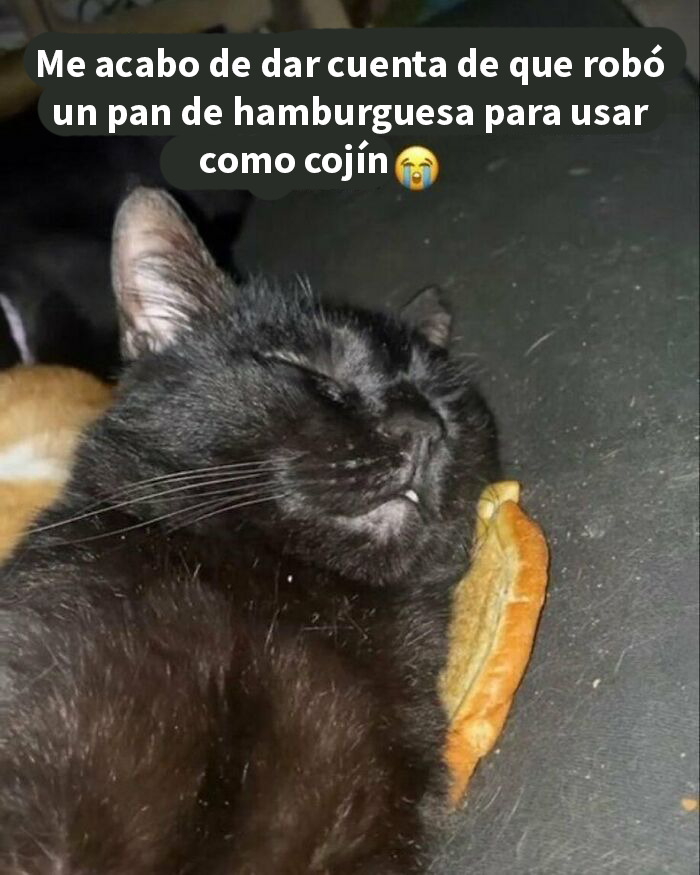 Gato negro durmiendo plácidamente usando un pan de hamburguesa como almohada en meme adorable de gatos.