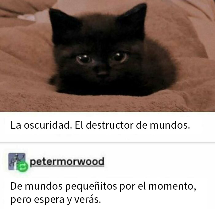 Gato negro adorable en meme divertido que podría calentar el alma con imágenes de memes de gatos graciosos.