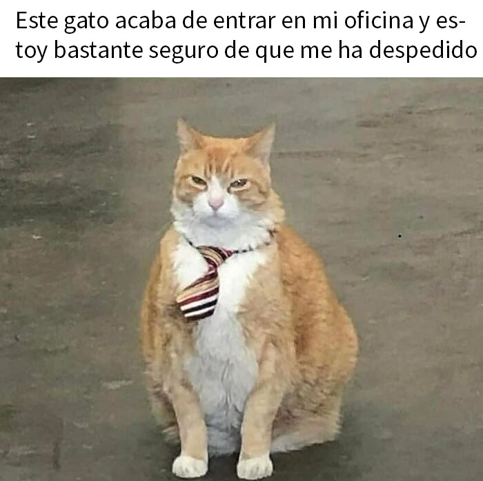 Gato adorable acostado en una bandeja de metal, mostrando humor y ternura en memes divertidos de gatos.