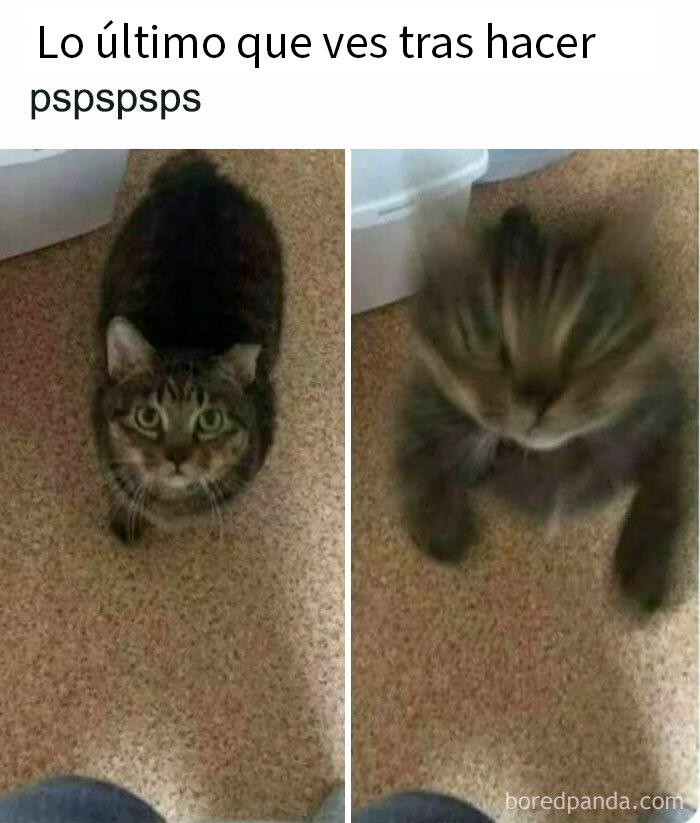 Gato adorable con moño estilo mullet, meme divertido que puede alegrar el alma y distraer de la vida cotidiana.