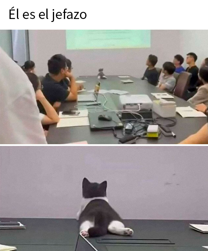 Gato adorable sentado en mesa de reunión, distrayendo a personas durante presentación, meme de gatos divertido y tierno.