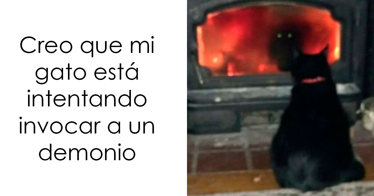 20 Memes gatunos tan divertidos como adorables para calentarte el alma