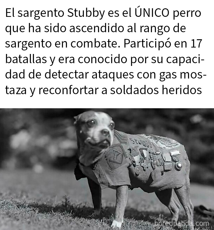 Perro militar con uniforme y medallas, ejemplo adorable y saludable para alegrar tu feed de Instagram.