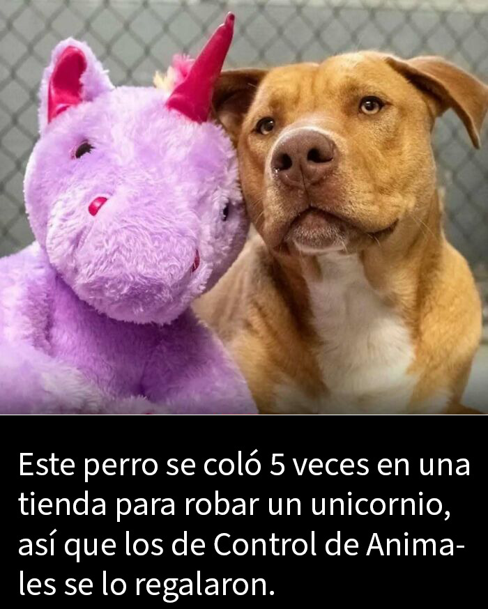 Perro adorable junto a unicornio de peluche, imagen perfecta para posts adorables y llenos de ternura que alegran tu feed.