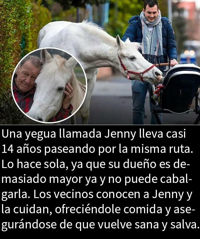 Caballo adorable camina solo diariamente, mostrando ternura y momentos conmovedores para alegrar tu feed de Instagram.