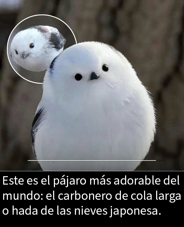 Hombre de 79 años aprendiendo en escuela de belleza para cuidar a su esposa, ejemplo adorable y conmovedor para Instagram.