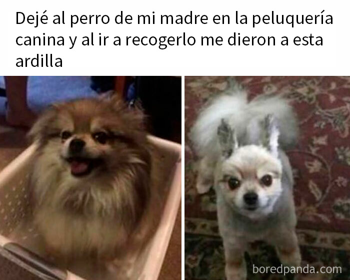 Perro peludo antes y perro recién arreglado con corte que parece una ardilla, meme divertido para dosis diaria de risa.