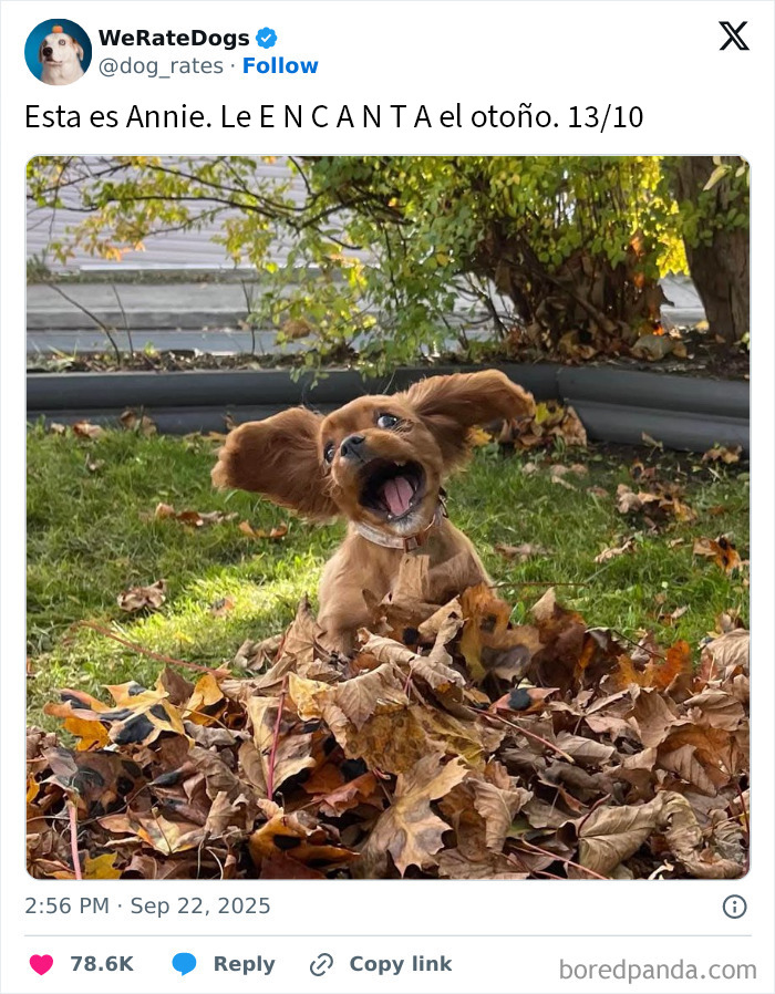 Perro adorable jugando entre hojas otoñales en jardín verde, resaltando ternura y alegría mascotas.