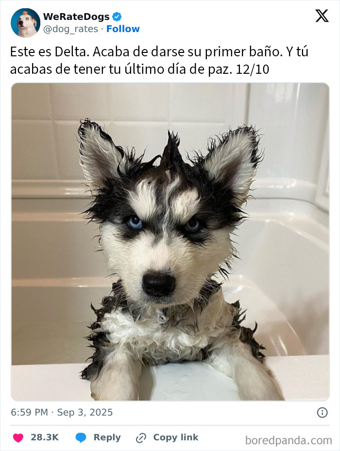 Cachorro husky adorable y mojado en la bañera, mostrando ternura y ternura en una imagen encantadora de perros adorables.