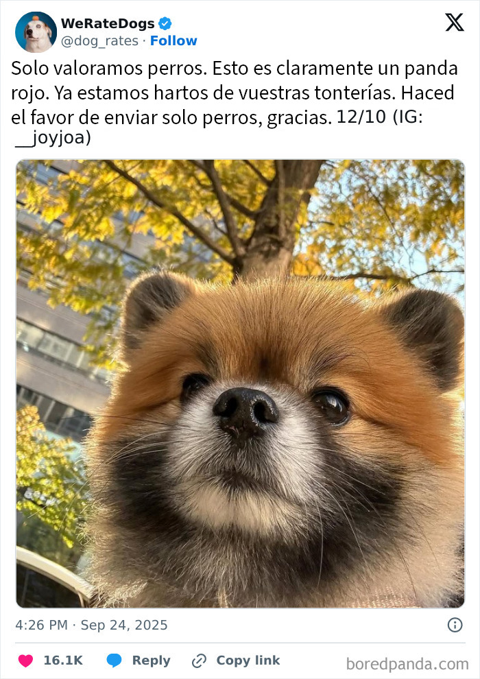 Perro adorable con pelaje esponjoso en primer plano, destacando en una imagen viral de We Rate Dogs.
