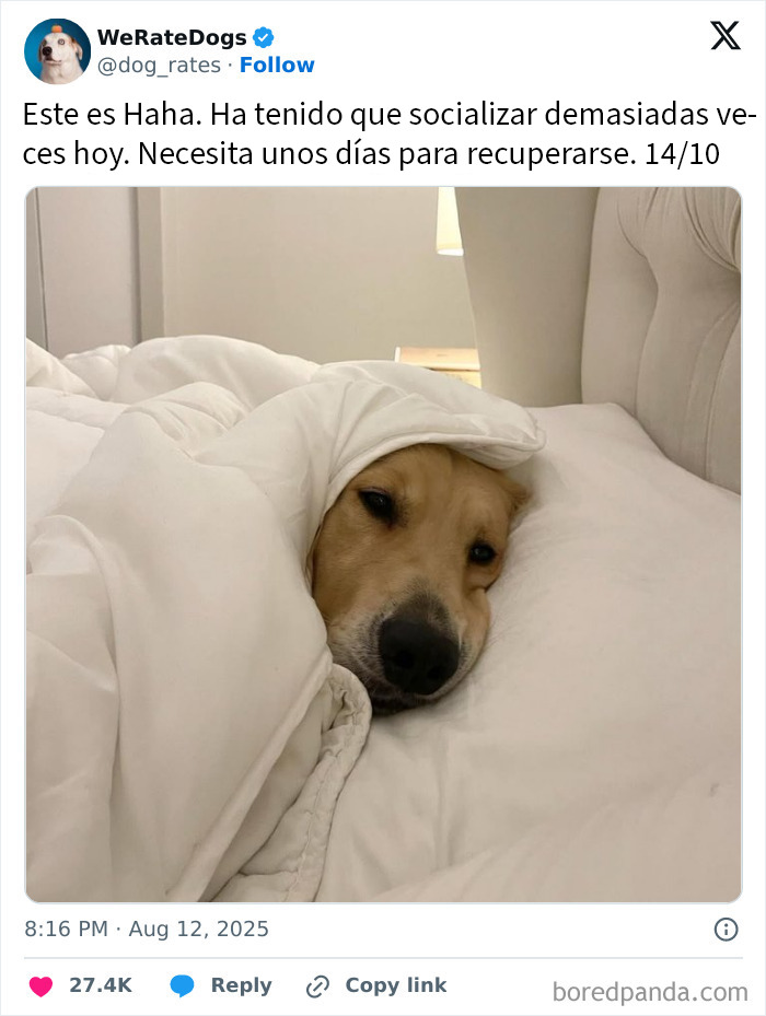 Cachorro adorable con bandera de orgullo, representando perros adorables que rompieron la escala en We Rate Dogs.