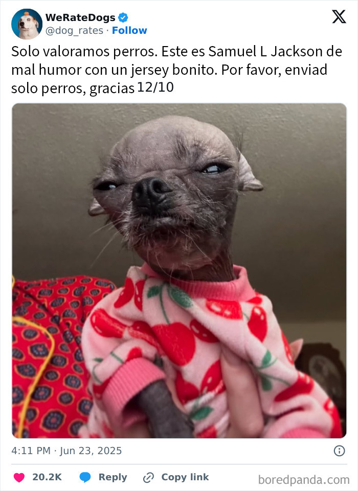 Perro adulto sonriente con cachorro adorable descansando en sofá, la ternura de perros que rompen la escala de adorabilidad.