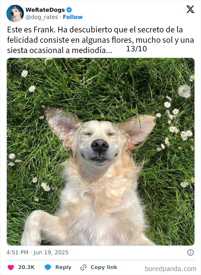 Perro adorable recostado en la hierba con flores, expresando felicidad en una imagen que rompe la escala de ternura.