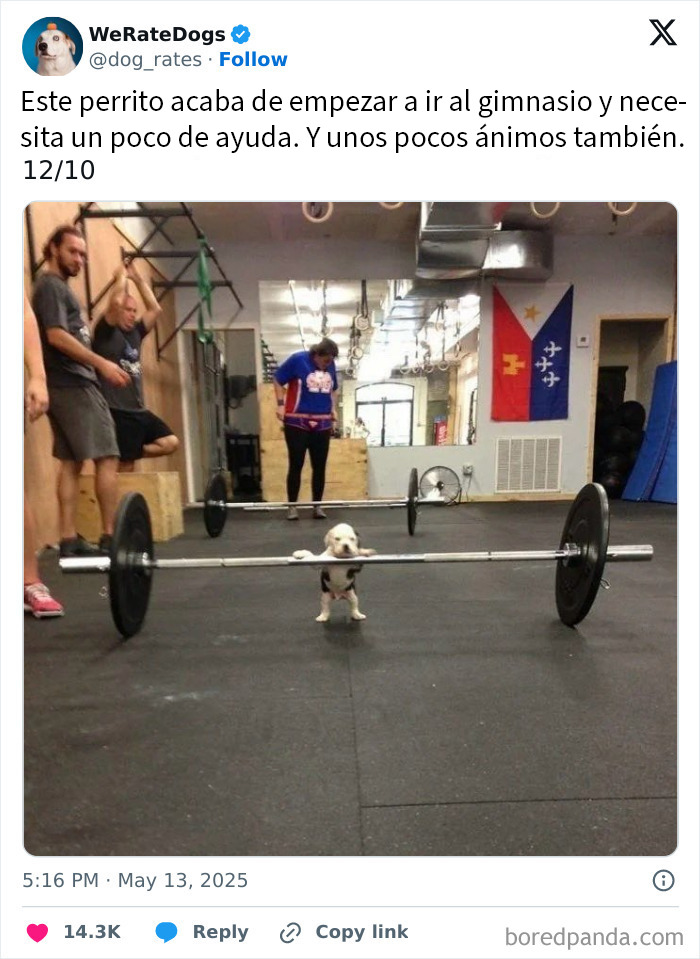 Perro adorable con expresión amable frente a una persona, destacado en la lista de perros adorables que rompen la escala.