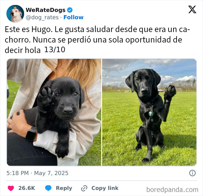 Cachorro negro adorable saludando con la pata, mostrando ternura que rompe la escala de adorabilidad We Rate Dogs.