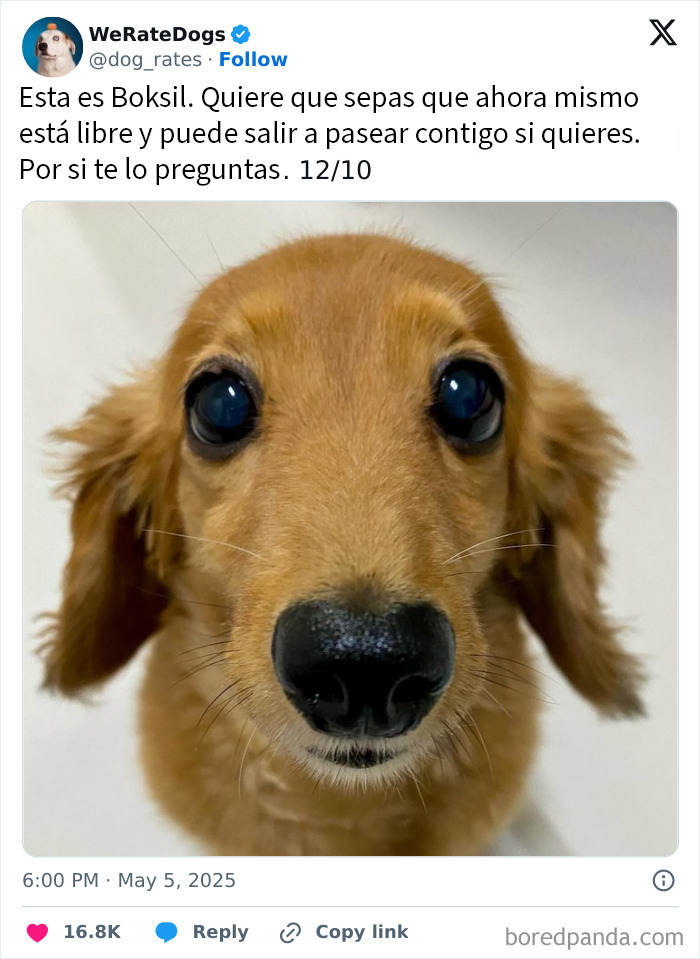 Perro adorable con mutación genética única, mostrando parches de colores en su pelaje, parte de los perros más adorables del mundo.