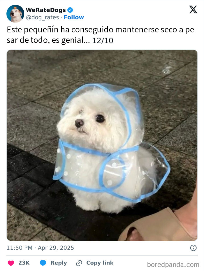 Perrito adorable con impermeable transparente posando en la calle, destacado en We Rate Dogs por su ternura única.