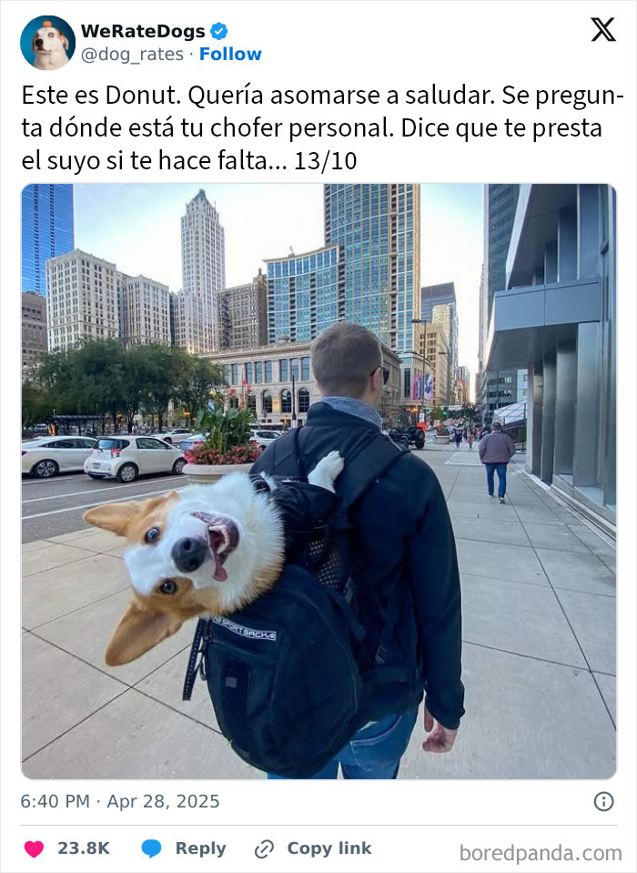 Perro adorable asomándose desde mochila mientras camina su dueño por una ciudad, destacando perros adorables para We Rate Dogs.