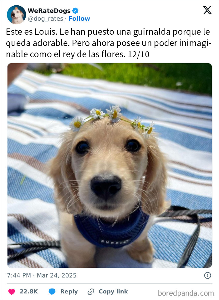 Cachorro adorable con corona de flores sobre cabeza, en una manta a rayas, destacado en adorable dogs que rompen la escala.