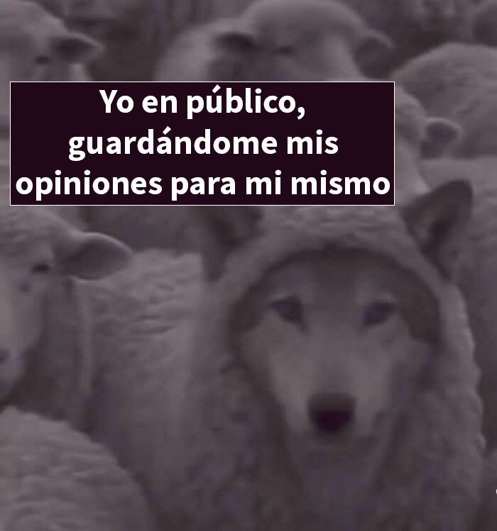 Lobo disfrazado de oveja rodeado de ovejas, meme divertido que representa mantener opiniones para uno mismo en público.
