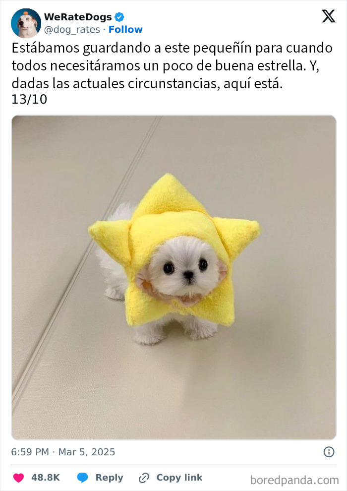 Perro pequeño adorable con disfraz de estrella amarilla, mostrando ternura que rompe la escala en We Rate Dogs.
