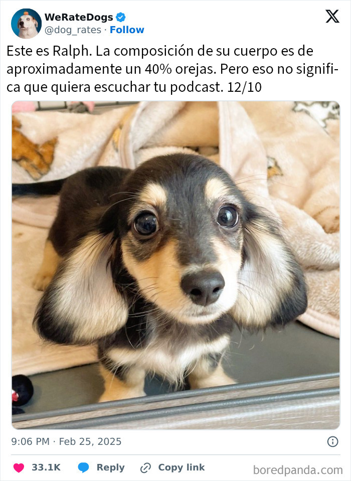 Perro adorable con orejas grandes mirando a la cámara, representando perros adorables que rompen la escala de ternura.