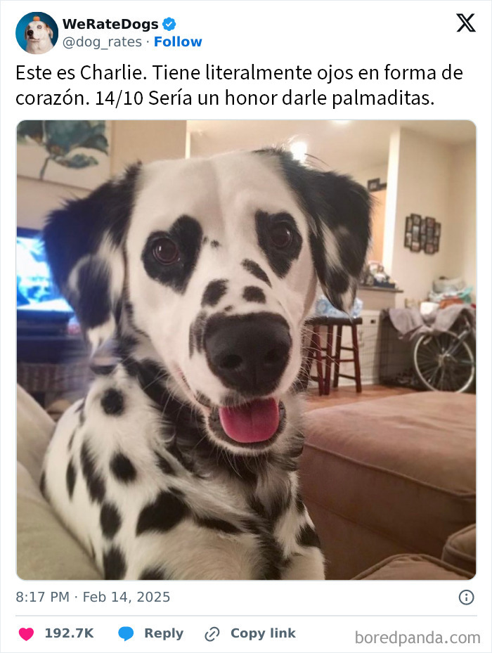 Perro dálmata adorable en interior con manchas negras distintivas y expresión feliz, destacado en we rate dogs.