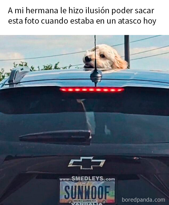 Perro asomado por el techo de un coche en tráfico, humor rápido con memes aleatorios para un buen momento de risa.