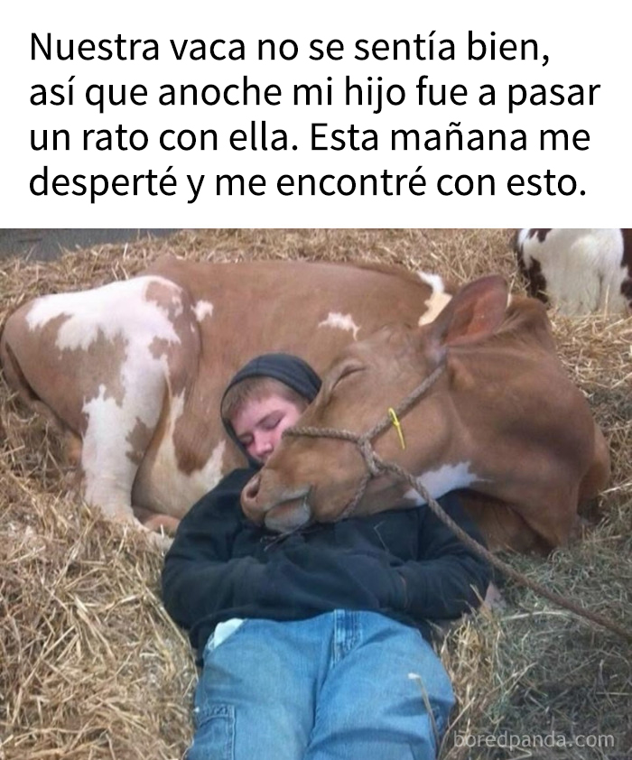 Niño durmiendo junto a vaca en el establo, mostrando momentos divertidos que reflejan la colectividad de la humanidad.