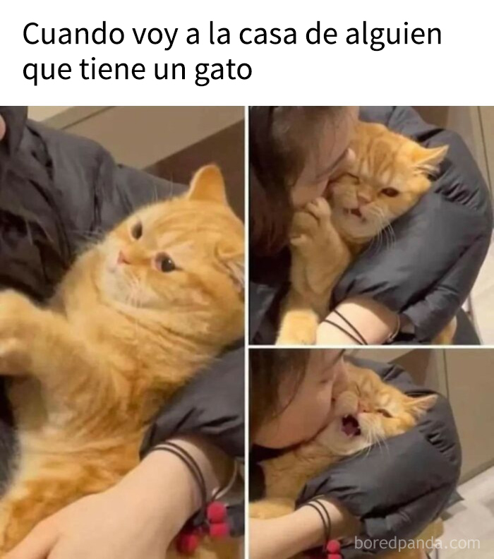 Gato naranja rechazando cariño con expresiones graciosas, mostrando humor y conexión humana con mascotas divertidas.
