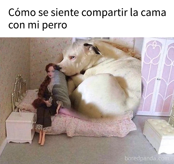 Perro grande compartiendo cama con muñeca en miniatura, ilustrando humor sobre la humanidad y la mente colectiva.