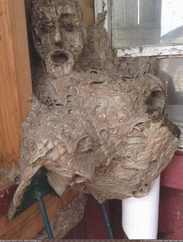 Nido de avispa en forma de figura humana, ejemplo de experiencias extrañas sin explicación real.