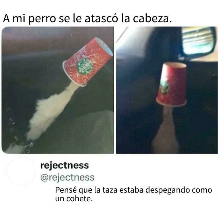 Perro con vaso de Starbucks atrapado en la cabeza en post divertido que merece un voto enojado gracioso.